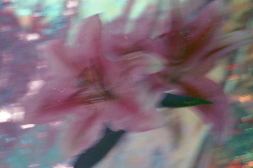 2silky:   lillies by Myriah Acosta