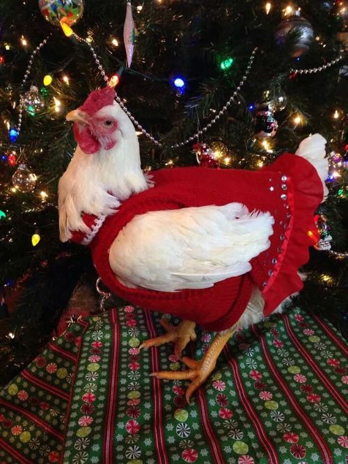 becausebirds:  Merry Birdmas adult photos