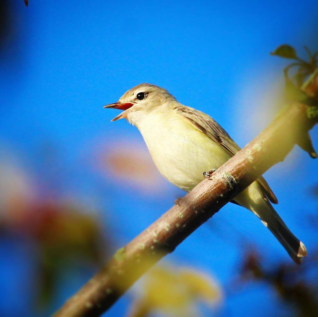 BIRDS! — Warbling Vireo - Bland bird, beautiful voice....