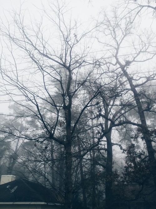 seyduox: Its foggy and I love it