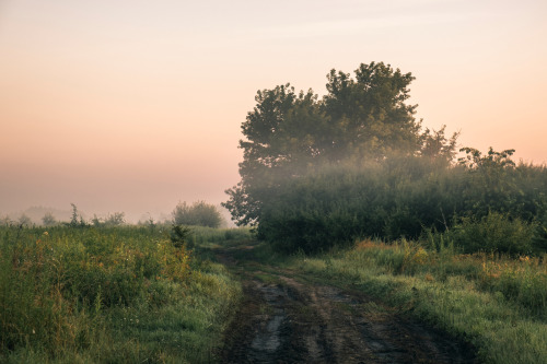 cmorga: Morning at the meadowPoranek na łące