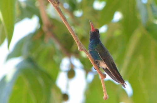 Broad-billed hummingbird in Bob Rodrigues’ yard