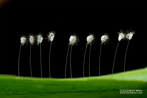 onenicebugperday:Lacewing larvae emerging from eggs, ChrysopidaePhotographed in Singapore by Nicky B
