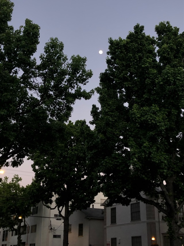 zemestoun:Sometimes i do really love this city.. the purple flowers on the jacarandas are back and they always make me think of summer 2016 and how loss taught me what it really means for people to be there for each other. May is always a very sentimental