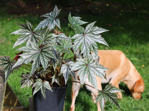 Begonia × hybrida ‘Gryphon’. Also dog photobombs… I’m sorry! I love him. I don’t treat anythi
