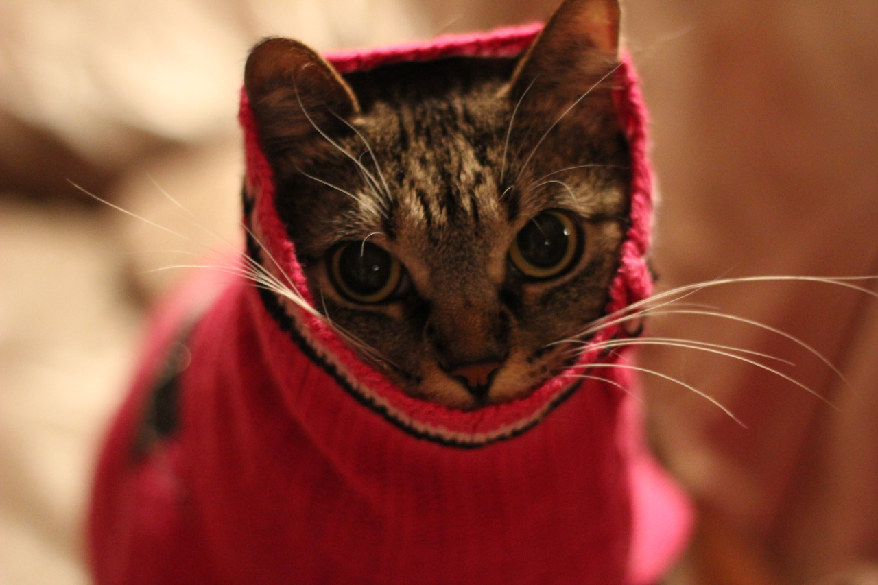 darrencrisshasruinedmylife:  i put my cat in a sweater 