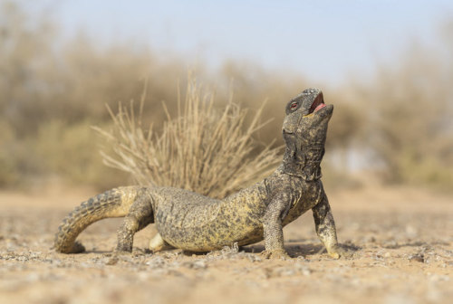 The Egyptian Spiny Tailed Lizard (Uromastyx aegyptia) lives in the deserts of North Africa and the M