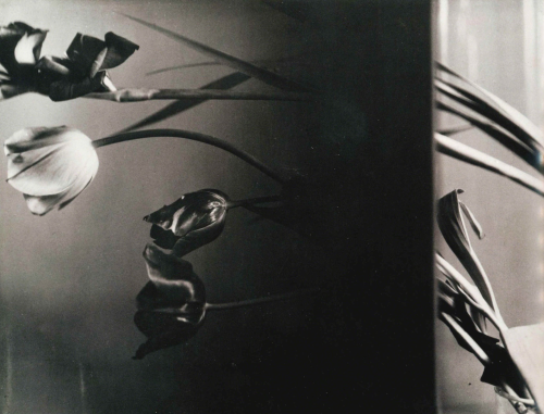 silverprints:Nature Morte (Still-Life Composition), 1931. Captured by Florence Henri.