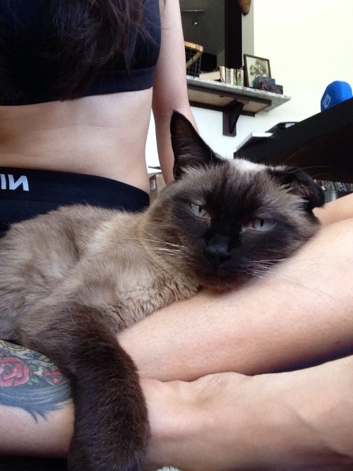 lunariums:  coffebreath:  napasawanb:  Hey Portland dwellers! I’m looking for a new home for my 7 year old apple head siamese called Bubby. My boyfriend and I broke up and I am out of the country. Bub will come with his toys, litter box, food bowls,