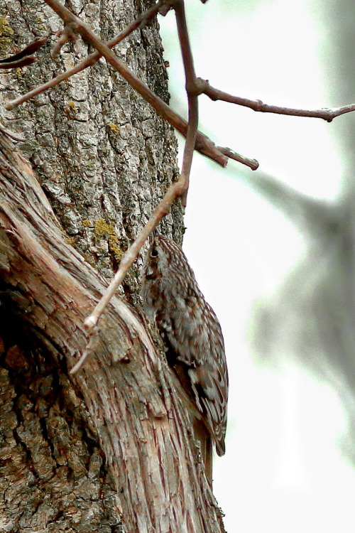 A Brown Creeper earns its name, slinking along a maple; hard to notice, though  common everywhe