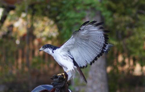 reginald-charles: Todd Mission, TX 11.23.2018Wet FalconTexas Renaissance Festival Birds of Prey show