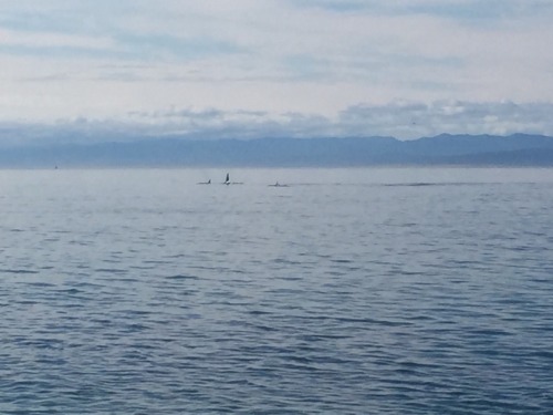 More of the pod of orcas exploring town