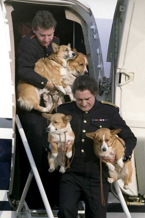 aka-maggie:I was searching for a picture of Queen Elizabeth II with her corgis but I found this and 