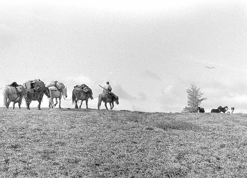 Nenets laika Ненецька лайка “From the archive of photo memories of the Kolyma geologist Mikhail Lapi