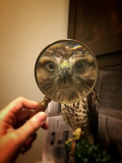 becausebirds:  chasingthehawk:  MegaHawk Found my magnifying glass again…poor Cooter.  Zoom in. Now enhance….