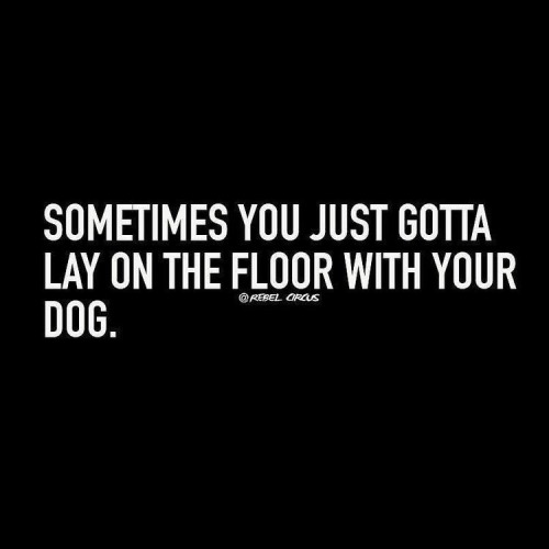 lady77bird:  Actually, we’re on the couch by the fireHer royal highness doesn’t lay on the floor 👩❤👑🐕  😄 It’s the same with me @lady77bird!  My best friend has to be on the couch with me.  