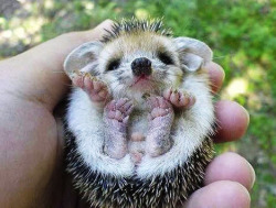  so i heard u like hedgehogs  WAILS  lookit