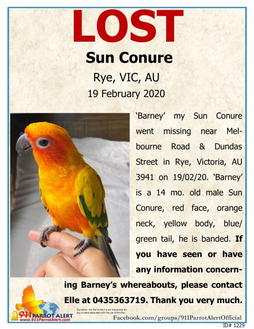  LOST - SUN CONURE, 19 FEB, 2020, “BARNEY” MELBOURNE RD / DUNDAS ST, RYE, VIC, AUSTRALIA