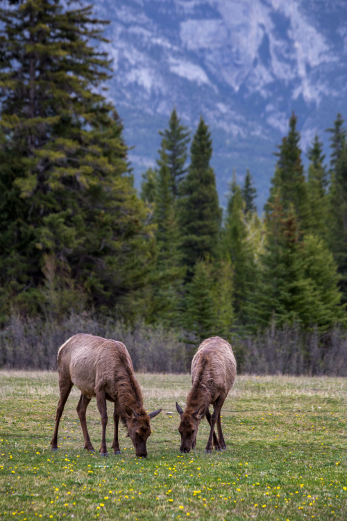 moewanders: It was crazy seeing this herd of elk grazing right in the middle of town. They weren&rsq