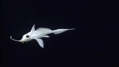 griseus:  The Narrownose chimaera (Harriotta raleighana), occurs in deep waters of the continental slopes in depths of 380 to 2,600 m in both the Atlantic and Pacific Oceans.  They are oviparous but nothing is known of spawning and reproduction and