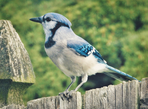 birbmania: Blue jay … Delaware backyard … 10/4/20