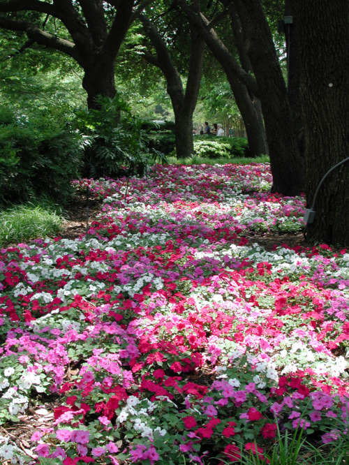 Summer Impatiens in bloom