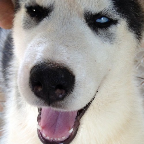 sorryyourenot: Tyler’s high face #huskies #family #siberian #husky #dog #puppy #happy