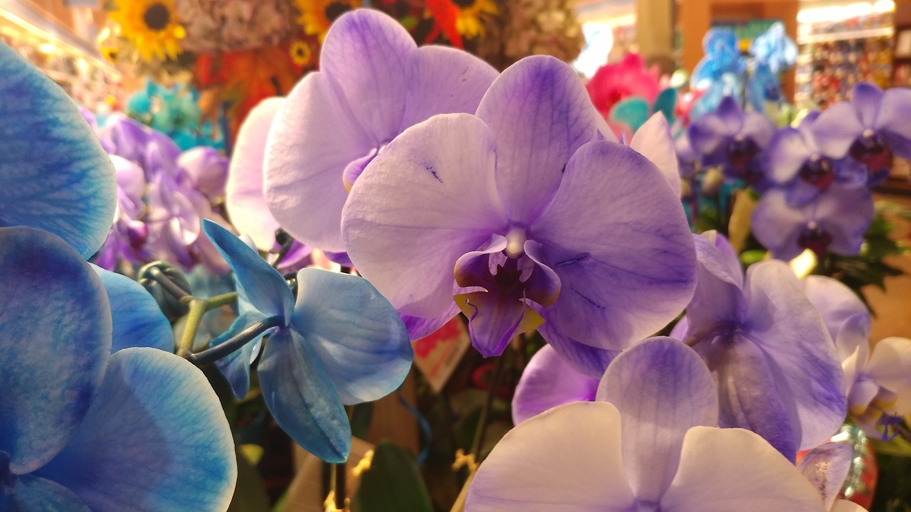 So the orchids at King Soopers looked like they were straight out of a watercolor