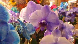 So The Orchids At King Soopers Looked Like They Were Straight Out Of A Watercolor