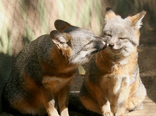 fox kissing