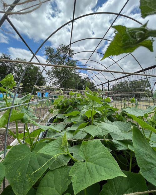 Nothing better than a cucumber tunnel!! We love it! ❤️❤️ ❤️      ❤️ #waterlandyou #love #gardening #