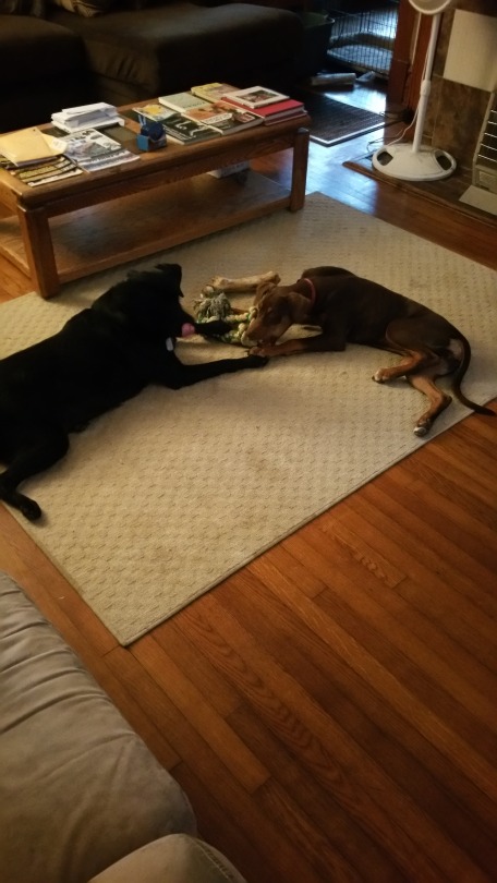 morganray311: chasingtrophywhitetails:   thatssogayman:   reddirtgirl95:   si3rra-xox:   carolina-viking:   russdom:   oldwarhorse1775:   moosemarine:   downhomebrunette:  red-faced-wolf:   Reblog this with a picture of your dog       Bonus with my uncles