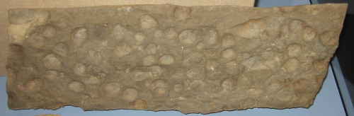 chemung-valley-curator:Rock containing brachiopod fossils, 248-545 million years BCE, from the colle