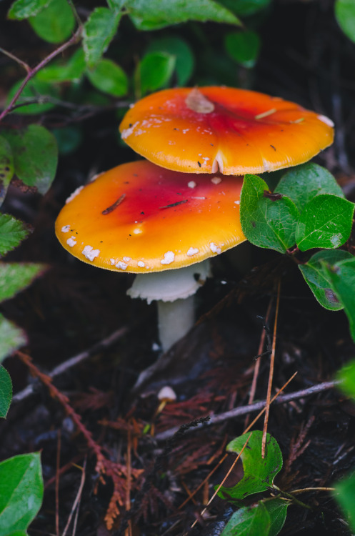 Fly Agaric