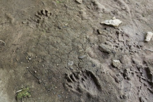 Looks like raccoon tracks.