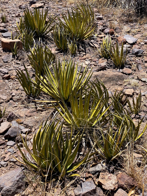 Lechuguilla (Agave lechuguilla), an indicator species of the Chihuahuan Desert, Chisos Mountains, Bi