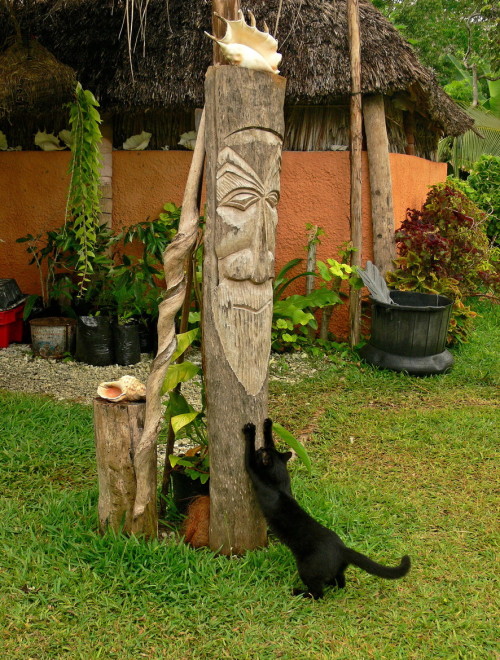 Cat worship at Gite Seday Mare, Loyalty Islands, New Caledonia (via Richard Chesher)