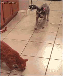 Never turn your back on a cat. [video]