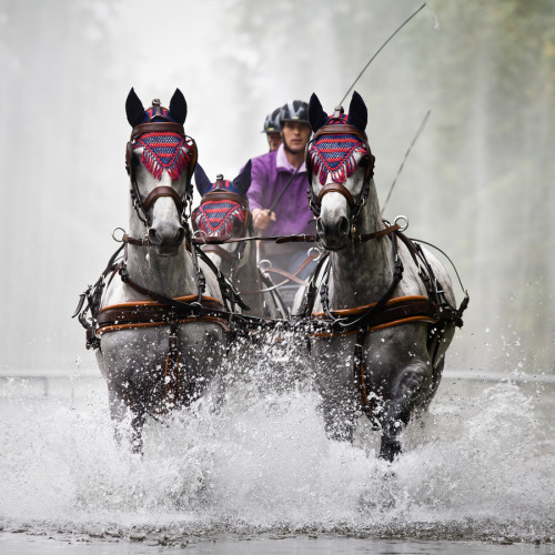 Hippopotamuses by Ralf Brunner