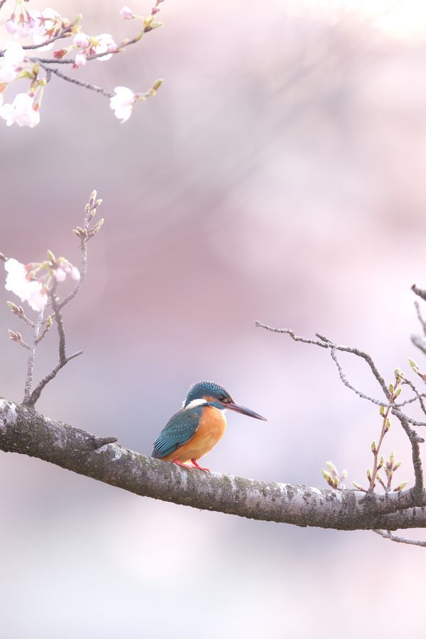 boldnature
