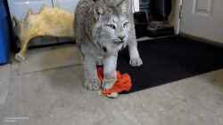awwww-cute:Max the lynx gets a leather bunny