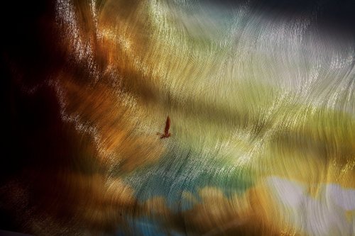 redlipstickresurrected:  Takeshi Sumi aka Sumi Takeshi aka 澄毅 (Japanese, b. 1981, Yawata, Kyoto, Japan, based Paris, France) - Une Oiseau sur la Seine (A Bird on the Seine) from スリット (Slits) series, Photography