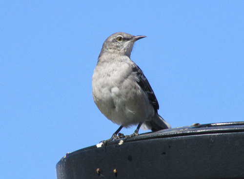 Northern MockingbirdMimus Polyglottos