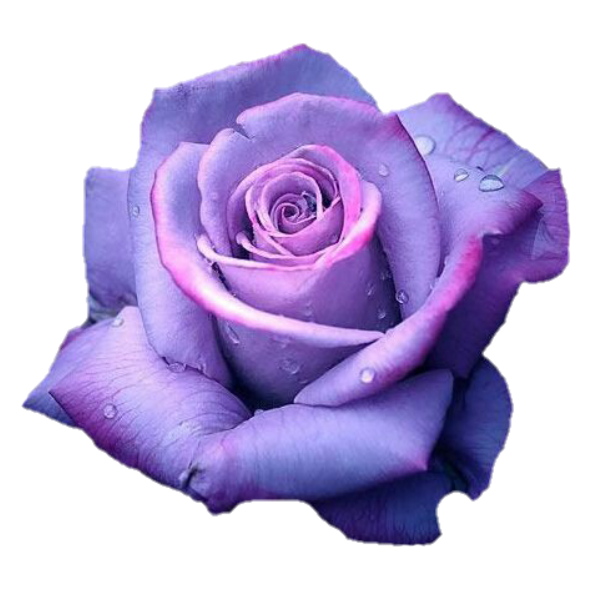 purple flower
