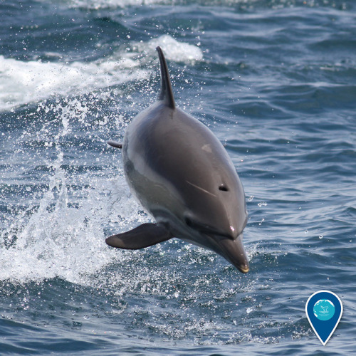 noaasanctuaries: A levitating dolphin? Not quite!  When small cetaceans like this common dolphi