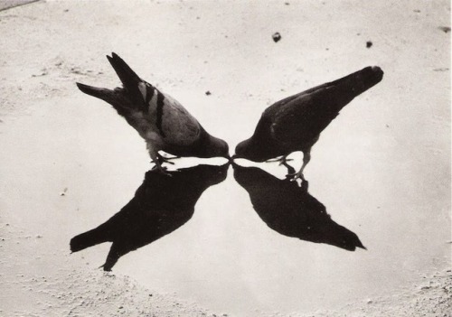 the-night-picture-collector: Ernst Haas, Trafalgar Square Pigeons, London, 1949