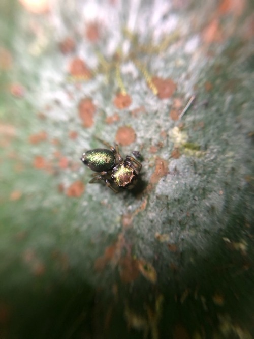 buggirl:Small metallic buddies.  Salticidae  Jatun Sacha, Ecuador I just have to mention that whatev