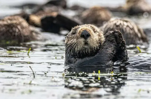 A photo of a sea otter, floating in the water of a marsh, holding its paws up in front of its face. Other sea otters are out of focus in the background.