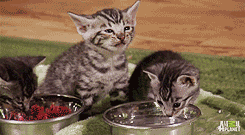 kenyarosewaters:  justjasper: kittens have their first sips of water [x]   #WHAT