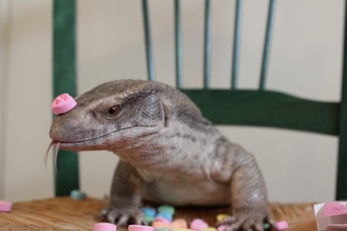 theslinkylizard:Lizard kisses &lt;3